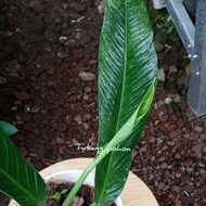 Promo!! Tanaman Hias Philodendron Linet Lynnete