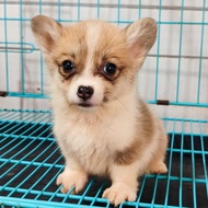 anak anjing corgi betina stb