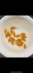 【祐陞水族工作室】  藍眼鬍子仔魚 24k紅眼鬍子仔魚 清潔魚缸的好夥伴