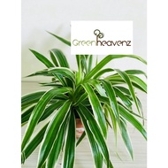 <Greenheavenz> Chlorophytum Spider Fern Pokok Klorofitum 吊兰