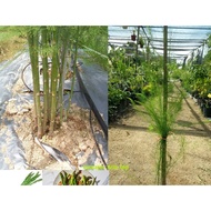 MDC-Anak Pokok Asparagus/ Asparagus Plant Sapling
