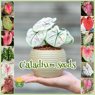 [Easy to grow in Malaysia] Rare Caladium Seeds for Sale (100pcs - Mixed Color) Legit Caladium Seeds 