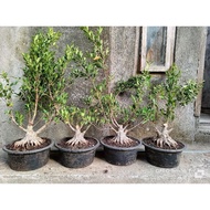 Bonsai bahan bonsai kimeng program akar