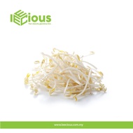 Fresh Taugeh Bean Sprouts 500gram / 1kg Fresh Vegetables