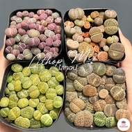 ไลทอป Lithop Mix แคคตัส กระบองเพชร cactus&succulents