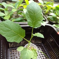 ANAK POKOK TERUNG PIPIT[TERUNG BEREMBANG/TERUNG LIAR]