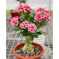 PROMO! Tanaman Hias Adenium Kamboja Jepang Tanaman Bunga Kamboja / Bunga Hias Adenium / Bunga Adeniu