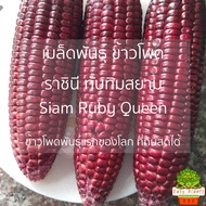 เมล็ดพันธุ์ ข้าวโพด ราชินี ทับทิมสยาม ถูกที่สุด ทานสด หวาน อร่อย เมล็ดพ่อแม่พันธุ์สีเหลือง คลุกยากัน