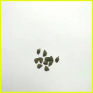 ∈ ▥ ◎ 【COD】10pcs Rare Calathea Seeds Air Freshening Plants Seeds #SW2