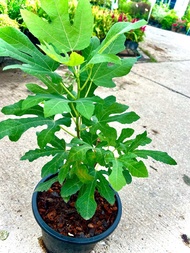 ต้น มะเดื่อฝรั่ง White Israel ต้นฟิก Fig ไม้ยืนต้น ไม้ผล ผลไม้ฝรั่ง ต้นใหญ่ แข็งแรง พร้อมส่ง