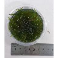 Java Moss (Aquarium plant)