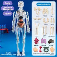 Disassemblable Human Anatomy Educational Model 3D