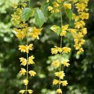 Lan Hoàng Dương cây gửi nguyên chậu.