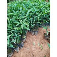 Cassava (wild cassava. cassava. main) delicious and juicy vegetable seedlings