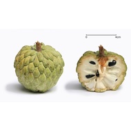 🔥 anak pokok buah nona hybrid @ kahwin / pokok / buah