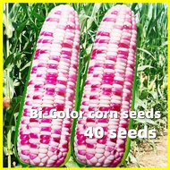 Bi-color Corn Seeds - Original Waxy Corn Seeds for Planting (40 Seeds) Hybrid Sweet Corn Seed Rainbo