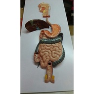 Human Body Digestive System Model Human Body Internal Organ Model Medical Teaching Human Body Specim