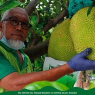 ORGANIK BAJA POKOK BUAH-BUAHAN DENGAN MILAGRO ,DURIAN,MANGGA,KELAPA, POKOK TIN DAN LAIN-LAIN.