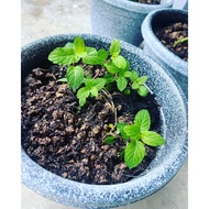 fresh herb and we got delivery with whole plants