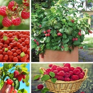 [Fast Germination] 1000pcs Rare Delicious Raspberry Fruit Seeds Benih Pokok Buah Sweet Juicy Raspberries Home Garden