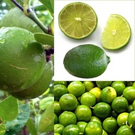 1 KG JERUK NIPIS FRESS SUPER //COD //GAYAMSARI