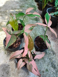 เงินไหลมาด่างชมพู กระถาง 4 นิ้ว (Syngonium podophyllum Pink Splash) #ไม้ด่าง #ไม้ฟอกอากาศ #ใจเกษตร