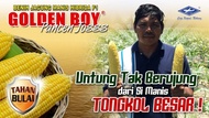 Benih-Bibit Jagung Manis Golden Boy (BISI)