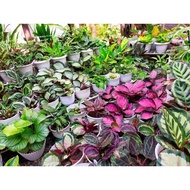 ♞,♘,♙Calathea Crimson Dottie Jessie Medallion V2 Shinestar Orbifolia Fasciata Maria Rusco Rosy