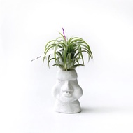 (現貨) 捲葉小精靈 空氣鳳梨 可搭配摩艾水泥盆器