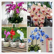 High Quality Seedings 50pcs Mixed Color Phalaenopsis Orchid Plant Seed Flower Seeds for Planting Ornamental Flowers