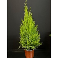 Goldcrest | Fresh Green Look | Low Maintenance