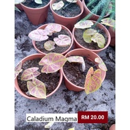 Pokok Caladium Magma