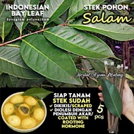 Salam Indonesian Bay Leaf 香叶 Fresh Cuttings Stem Stems Syzygium polyanthum Outdoor Indoor Easygrow E
