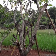 POHON KAMBOJA FOSIL TINGGI 3 METER