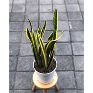 sanseveira lidah mertua /tanaman lidah mertua / tanaman hias hidup