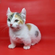 Kucing Munchkin Kinkalow Calico usia 3 bln, Betina