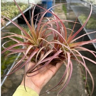 Tillandsia Love Knot (Buy 1 Get 1 Free) *Airplant*