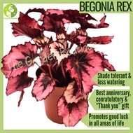 [Local Seller] Begonia Rex Houseplant Indoor Plant Outdoor Plant Lucky Plant Gift  | The Garden Bout