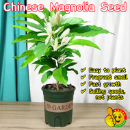 100% Original Berbau Wangi Benih Pokok Bunga Premium Fragrance Chinese Magnolia Flower Seeds for Planting (Fresh 30pcs Seeds) 白玉兰花种子 Garden Flowering Plants Seeds Orchid Plant Seeds Indoor Plant Bonsai Tree Live Plant  Air Plant Pokok Orkid Hidup