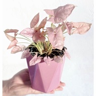 Tanaman hidup sygonium pink-bunga hidup-tanaman hias hidup-