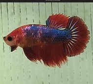 Plakat Marble/Candy/Fancy 大理石/糖果/花色 将军 Betta Fish, Ikan Laga, 打架鱼/斗鱼 (Male/Jantan/雄鱼)