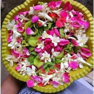 Bunga Mandian 7 jenis