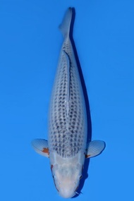 Ikan Koi Import Jepang Asagi Izuru 55 cm