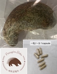 🐥一粒/一分 1capsule 河猪枣 Porcupine Dates Grade B 100% Pure Batu Landak 100% 纯箭猪枣 Cancer, Chemo, Dengue, V