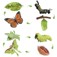 SIENON 4pcs Butterfly Life Cycle Toy Figurines and 4pcs Actias Ningpoana Figure-Plastic Caterpillar 