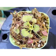 Drosera proliferate, Drosera,carnivorous plant,terrarium,paludarium, rare plant