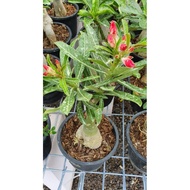 Adenium Thailand Real Live Plants (Random Colour )