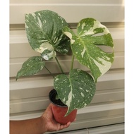 Monstera Thai constellation ( Indoor plants) Ready Stock