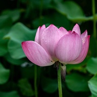 Real Lotus Water Plant Bunga Teratai Bunga Lotus Hidup Berkebun Taman Bunga Flower Garden