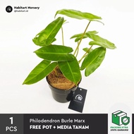 Habitart Nursery - Tanaman Hias Philodendron Burle Marx + Gratis Pot